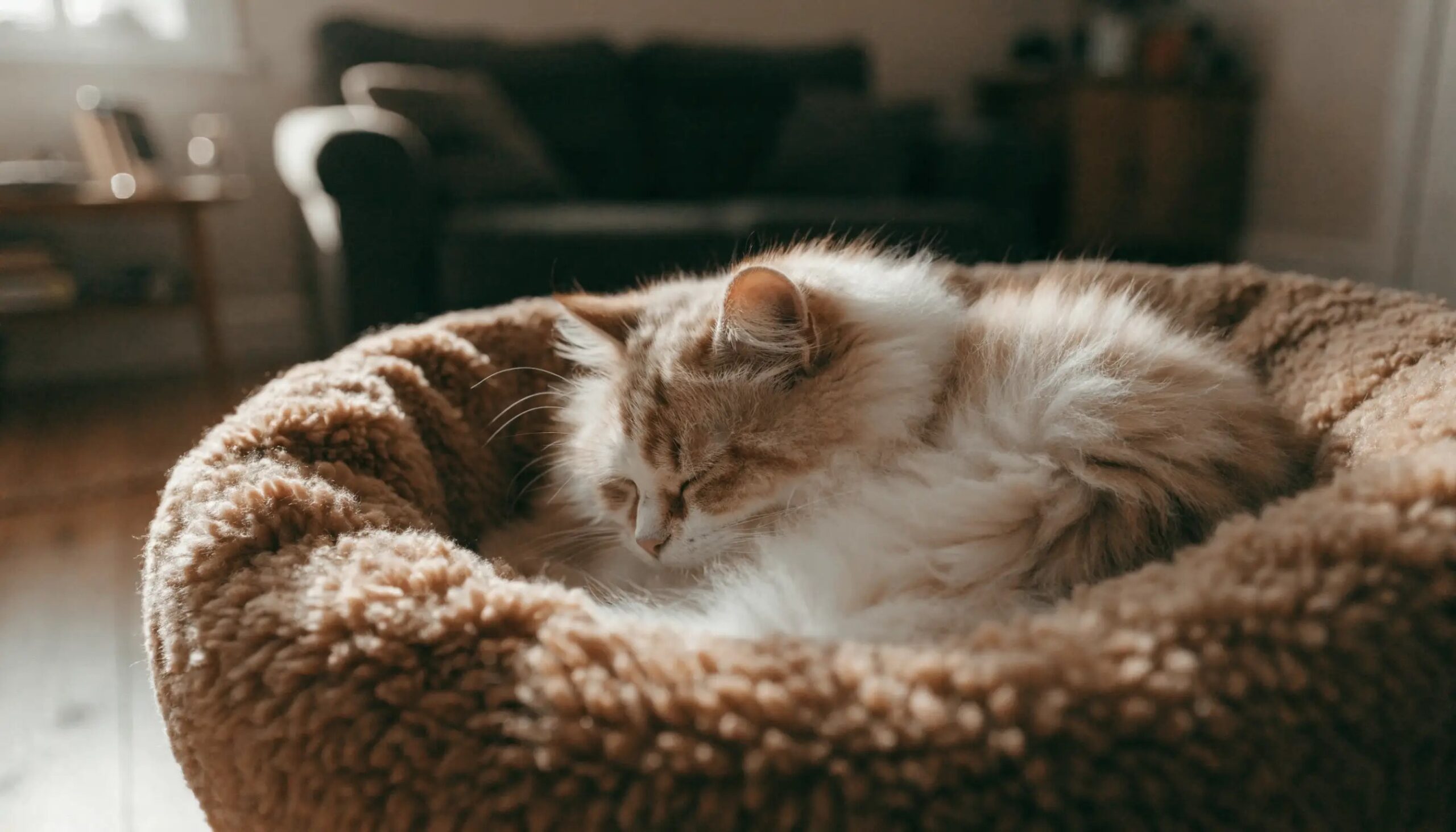 Cat sleeping in a cozy bed