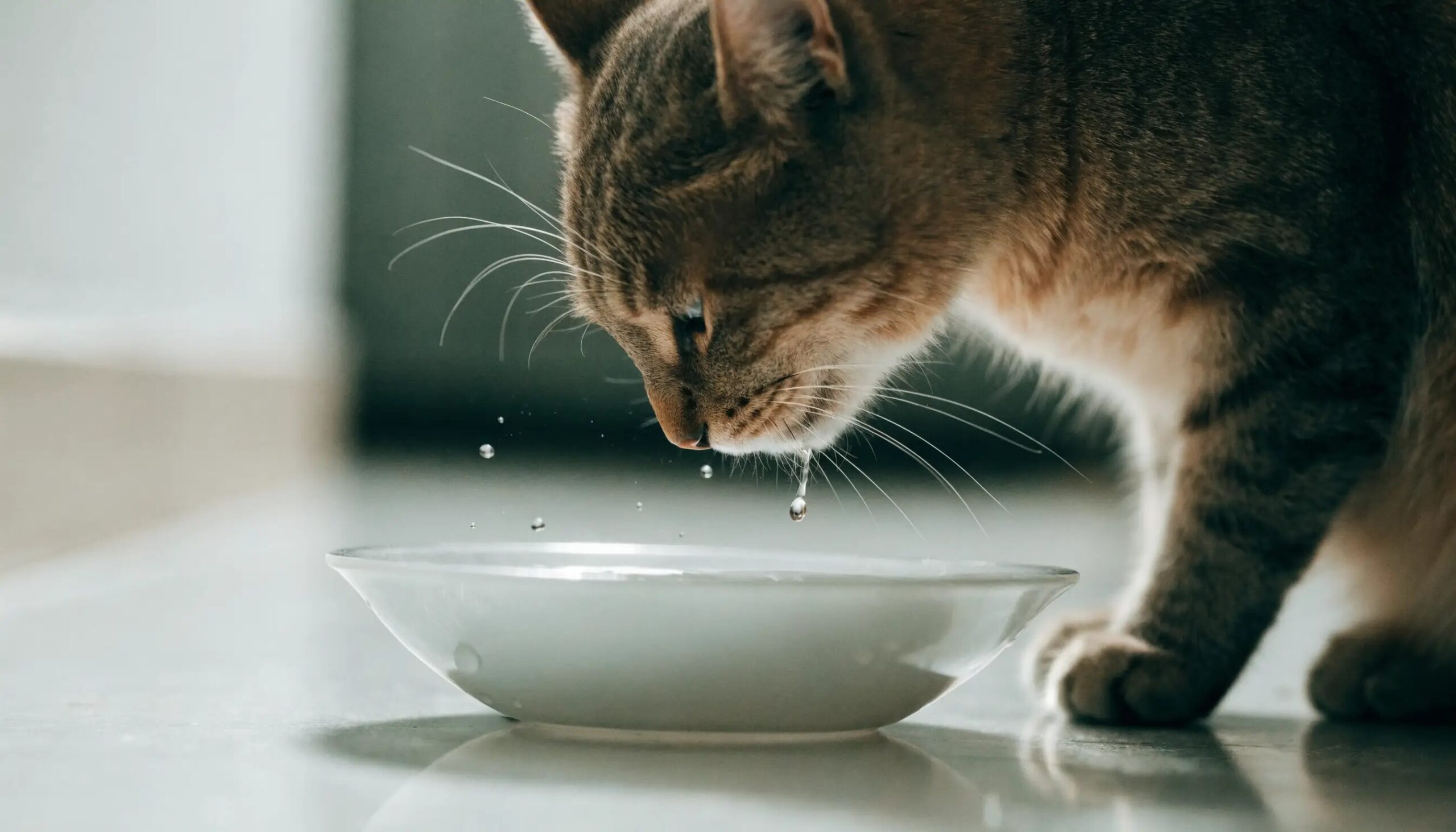 Cat drinking from a water bowl