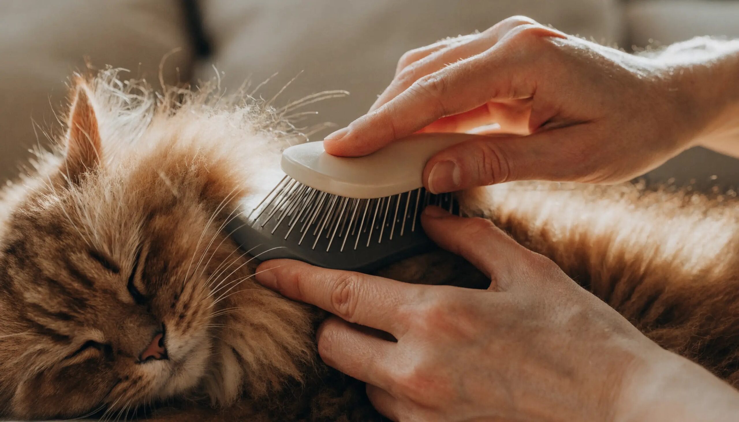 Cat being groomed with a brush