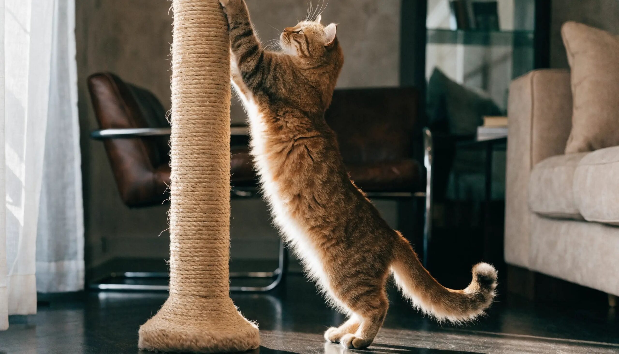 Cat using a scratching post