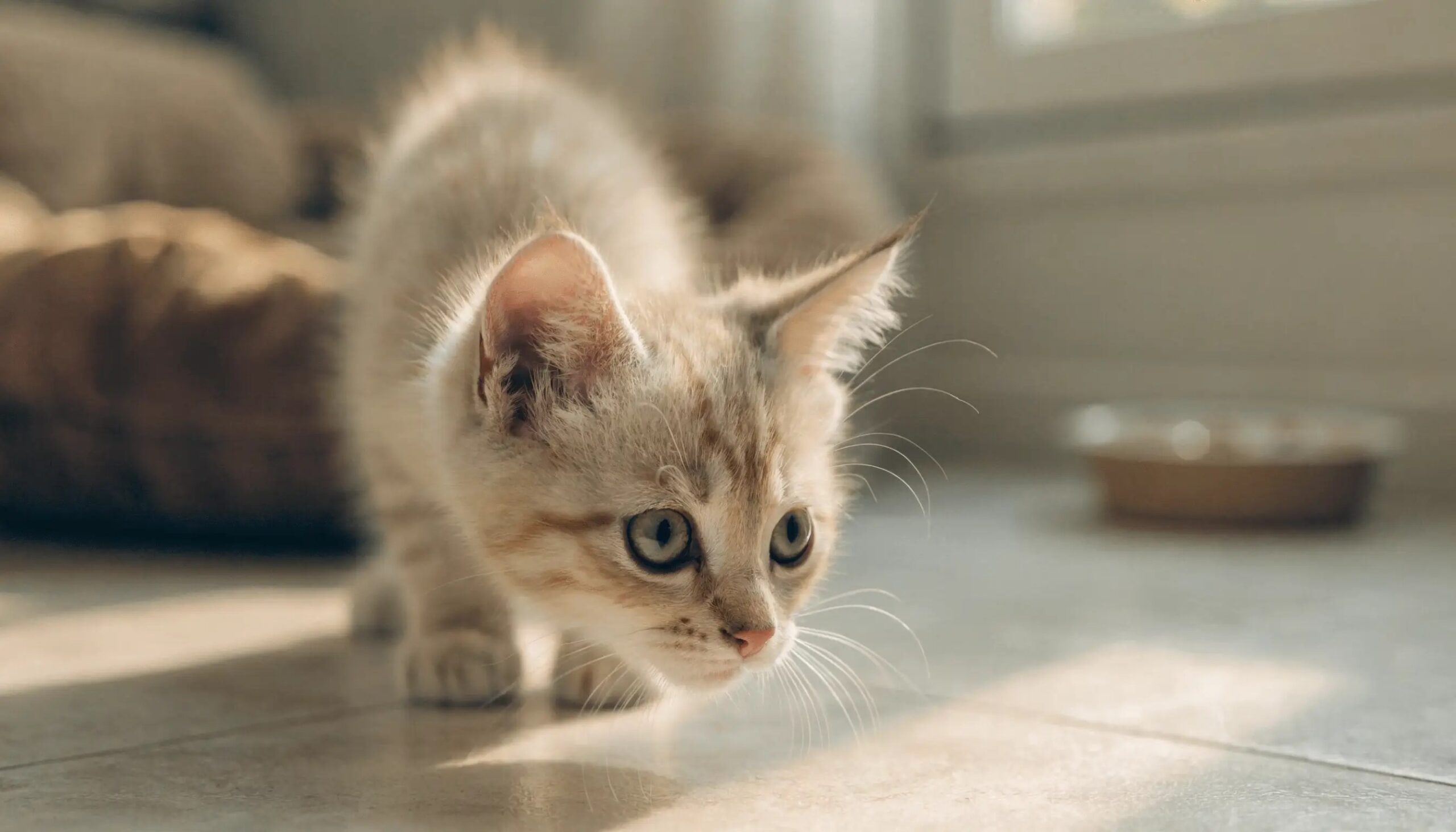 A curious new kitten exploring its cozy new home